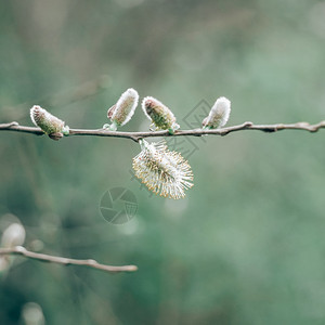 春季绿植物芽图片