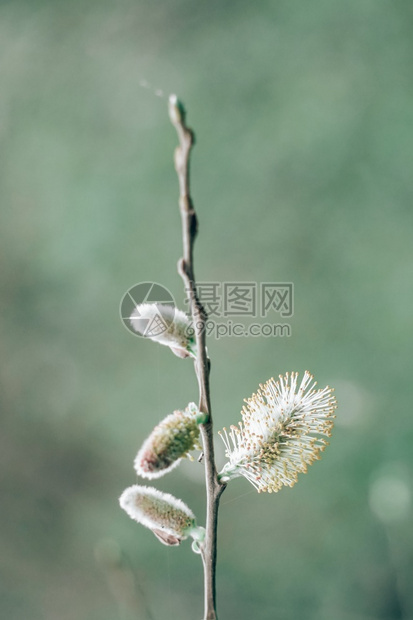 春季绿植物芽图片