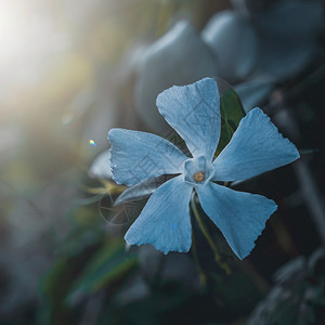 春季在花园里种植蓝图片