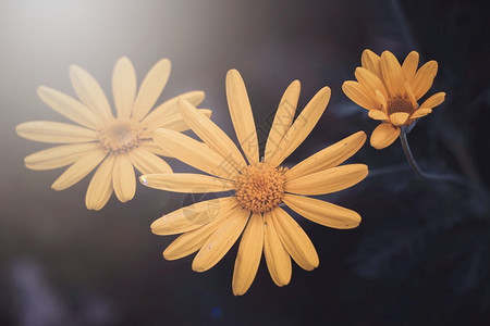 春季自然中浪漫的黄色花朵图片