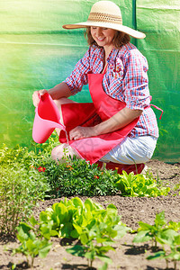 穿着帽子红色围裙的妇女在其后院花园里工作在户外的花棚中浇水图片
