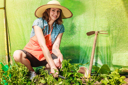 拥有园艺工具的农妇在温室工作图片