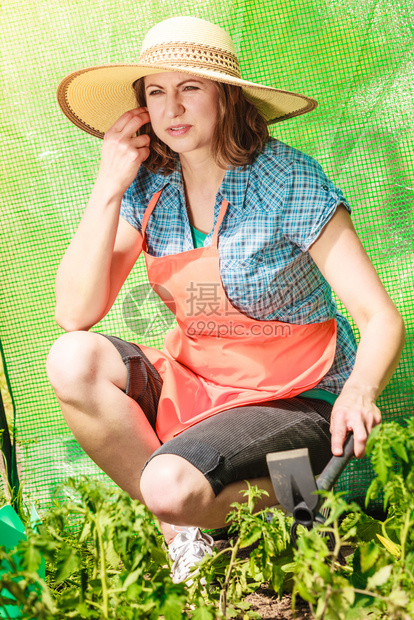 拥有园艺工具的成熟农妇在其花园温室工作图片
