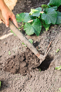 在花园里做暑假工作近身女子重新种植物女双手握着铲子在户外挖土坑图片