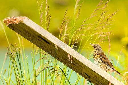 小鸟站在草地的木板上湖水在背景小鸟湖边的绿草上图片