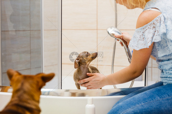 女洗涤清淋浴下的皮革大鼠清洁草药动物卫生概念女洗涤她的狗女洗涤她的狗图片