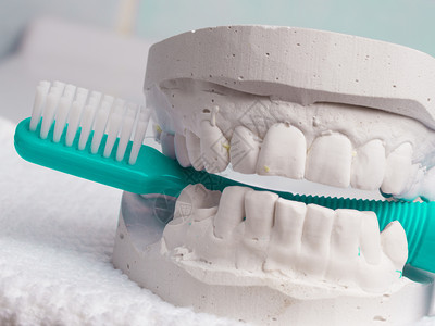 口腔卫生保健概念在牙膏模型石中缝合绿色牙刷图片