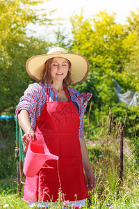 穿着帽子的红色围裙妇女在后院花园里工作在户外浇花图片