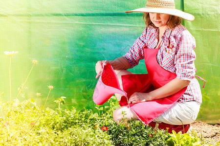 穿着帽子红色围裙的妇女在其后院花园里工作在户外的花棚中浇水图片