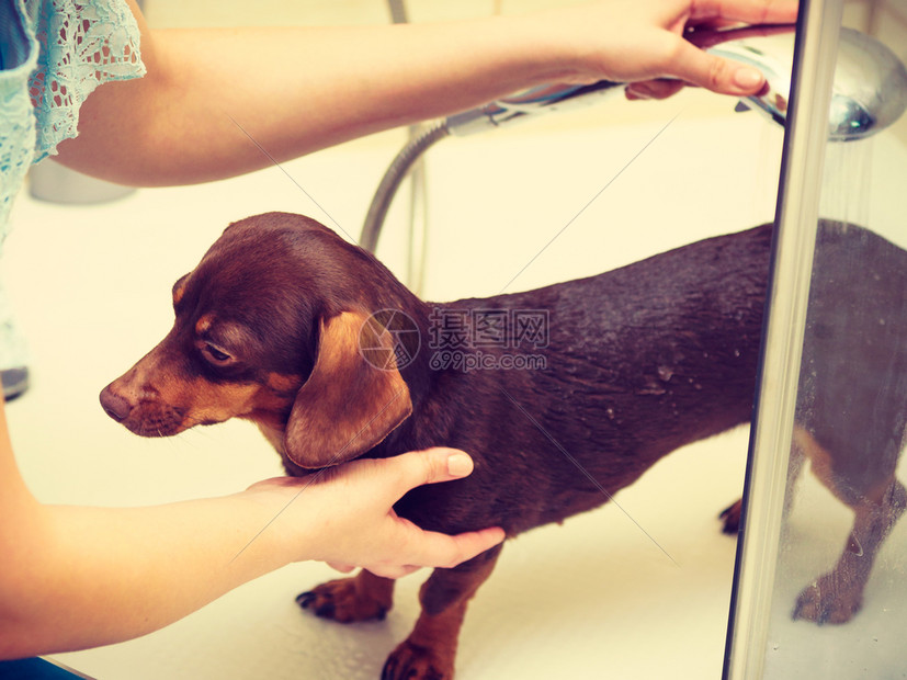 妇女洗淋浴下动物卫生概念妇女洗她的狗图片