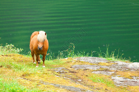 马在草地上的在峡湾海岸平静的乡村现场马在牧上图片