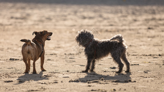 两只狗在沙滩上一起玩在阳光明媚的一天外门拍摄图片