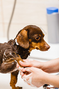妇女洗淋浴下动物卫生概念妇女洗她的狗图片
