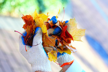 手牵的树叶秋天背景金秋图片