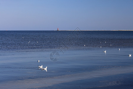野外蓝海风中的鸟儿波兰欧洲格丁尼亚图片