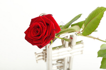 红玫瑰和小号爱音乐白色背景音乐背景图片
