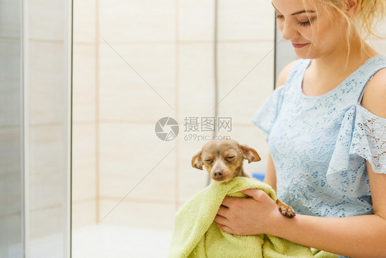 妇女照顾她的宠物在浴室洗完澡后用毛巾烘干小狗用毛巾烘干小狗图片