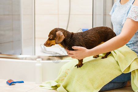 妇女用绿毛巾干她的小狗洗完澡后Dachshund纯种小狗图片