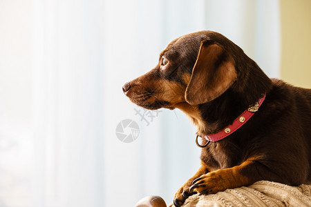小腊肠纯种长体短腿小狗坐在沙发上放松和寒冷的室内小狗坐在沙发上图片