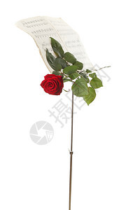 红玫瑰和旧笔记喜欢音乐白背景图片