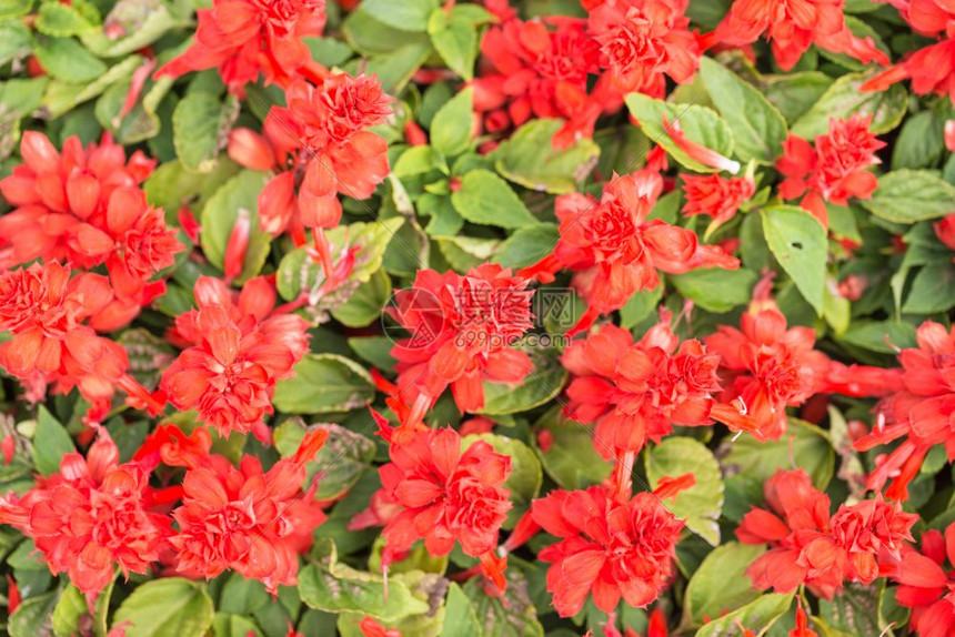 温室植物园的红花高清图片下载 正版图片 摄图网