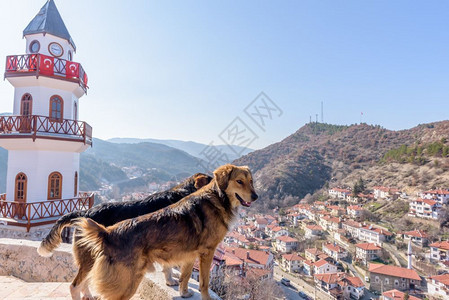 2018年1月27日土耳其萨卡里亚塔拉克利历史街区的狗和传统古老和历史的安纳托利亚房屋塔拉克利的传统古老和历史的安纳托利亚房屋图片