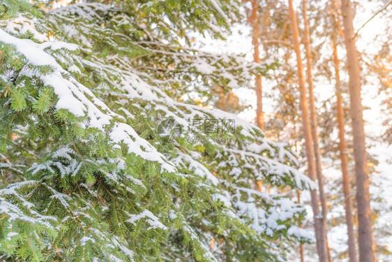 带雪的fur树枝大块天然绿色松树冬季的雪覆盖着大片青松树图片
