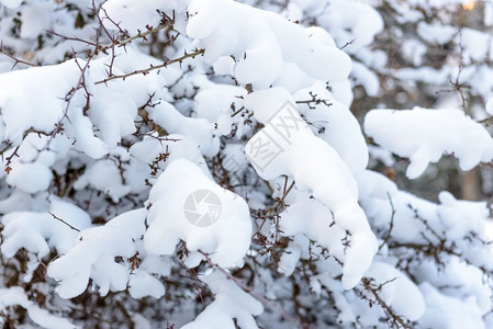 树枝上下雪大天然树冬季天上下雪Coppy空间树枝上下大雪图片