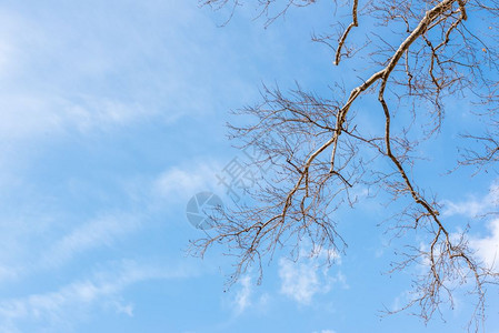 使用清洁和蓝色的天空没有旧大平板树其横枝落在天空中复制编辑空间使用干净和蓝色的天空没有旧大平板树图片