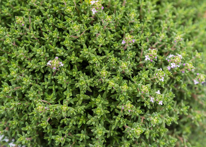新鲜的百草枯有机香味植物生长的百草枯健康自然烹饪百草枯图片素材