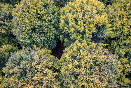 许多大果柏树的顶视图通常被称为蒙特利柏树威尔玛或金顶许多大果柏树的顶视图图片