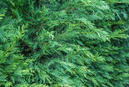黄柏是柏树科的一种常绿针叶树种许多绿色树篱的树叶子背景图片