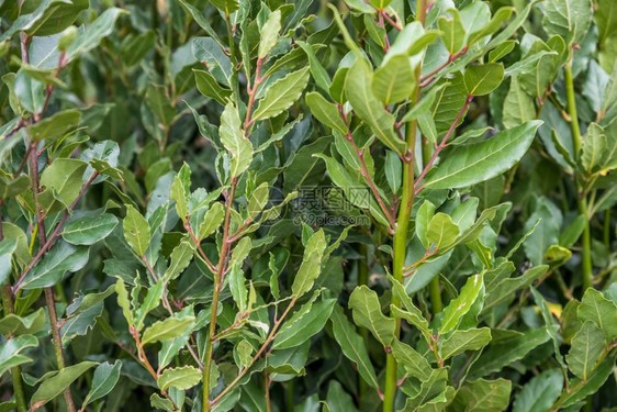 绿鲜月桂月桂有叶的枝月桂科植物特写绿鲜月桂图片