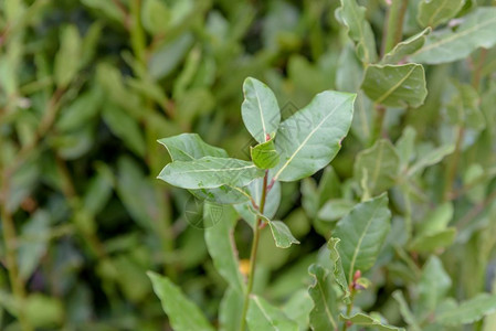 绿鲜月桂月桂有叶的枝月桂科植物特写绿鲜月桂图片