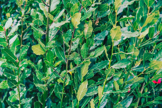 绿鲜月桂月桂有叶的枝月桂科植物特写绿鲜月桂图片