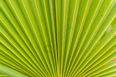 绿棕榈树叶的近图像刺线和血管可见棕榈树纹理背景的绿叶棕榈树的近图像图片