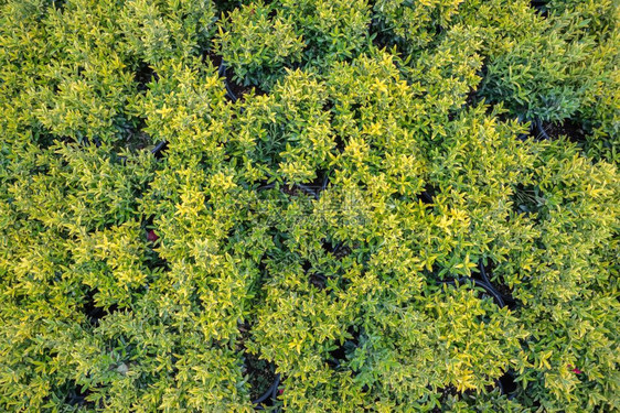 花园里的福特斯皮德Euonymusprayi冬季爬行者的金色叶子详情金皮德林树的顶端图片