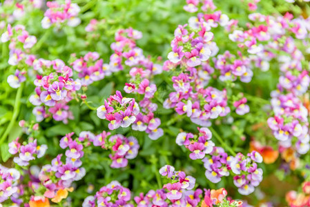 在自然花园中开出售的多彩不同栽种植物和幼苗的顶端视图彩色不同的栽种植物和幼苗的顶端视图图片