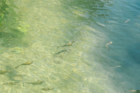 克罗地亚Sibenik的克罗地亚公园之一Krka公园的清洁水中鱼类克罗地亚Sibenik的Krka公园图片