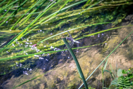 夏日以湖和草为背景以湖和草为背景图片