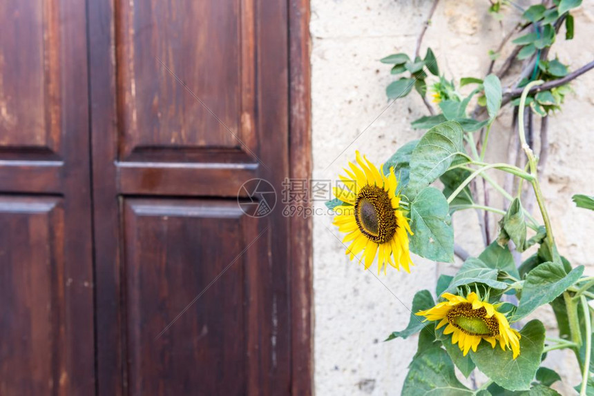 褐色向日葵植物靠近土耳其Alacati的旧木制棕色门背景上的白石墙图片
