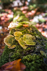 野生艺术家的ConkGanodermaapplanatum生长在森林中一棵枯树上图片