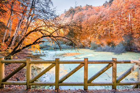 位于土耳其博卢的Yedigoller自然公园池塘秋色前方有木制扶手桥图片