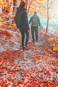 有背包的人秋天在森林里徒步旅行图片