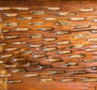 旧气象木材视图GrungeTexture用于网络背景的旧木材纹理板背景Texture图片