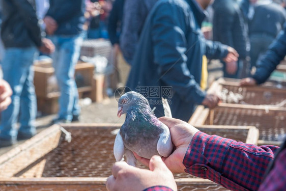 顾客在土耳其伊斯坦布尔PigeonBazaar的笼子里看活鸽图片