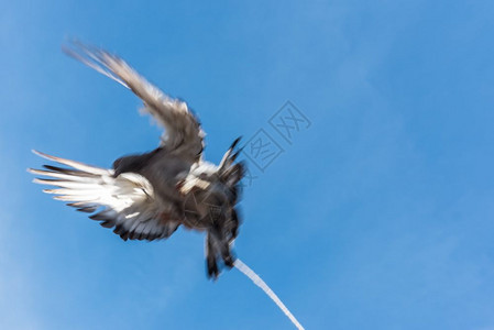 一只鸽子飞过蓝色干净背景脚上绑着绳子认为没有自由一只鸽子飞过蓝色干净背景脚上绑着背景图片
