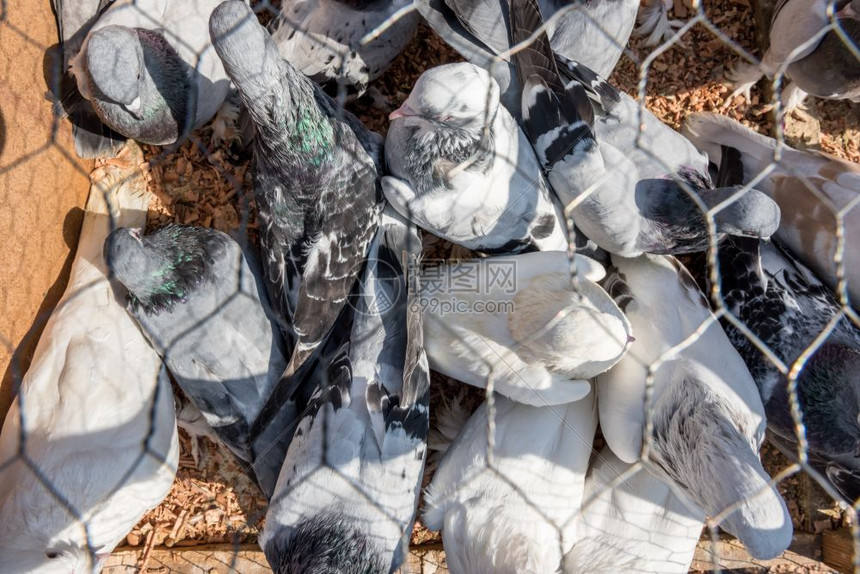 2017年10月15日土耳其伊斯坦布尔一名身份不明的男子在鸽子集市出售笼中饲养的活鸽子男子在鸽子集市出售笼中饲养的活鸽子图片