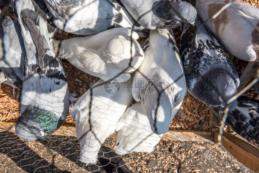 活鸽子关在笼里土耳其伊斯坦布尔的PigeonBazaar展售图片