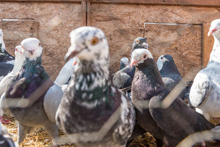 活鸽子关在笼里土耳其伊斯坦布尔的PigeonBazaar展售图片